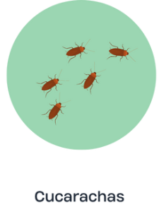 CUCARACHAS