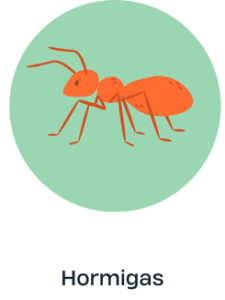HORMIGAS