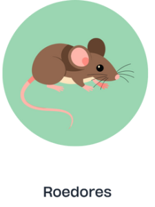 ROEDORES